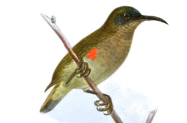 Ursula’s Sunbird