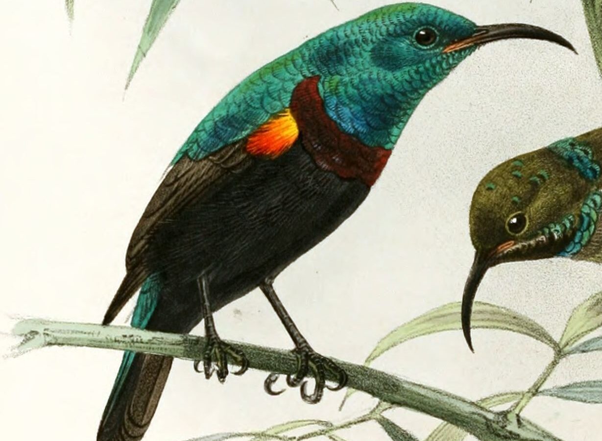Anjouan Sunbird
