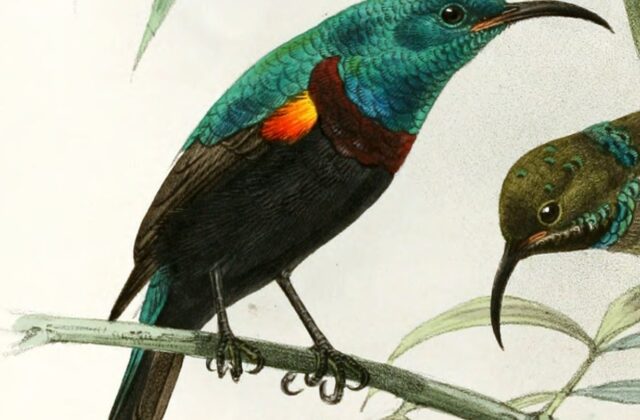 Anjouan Sunbird