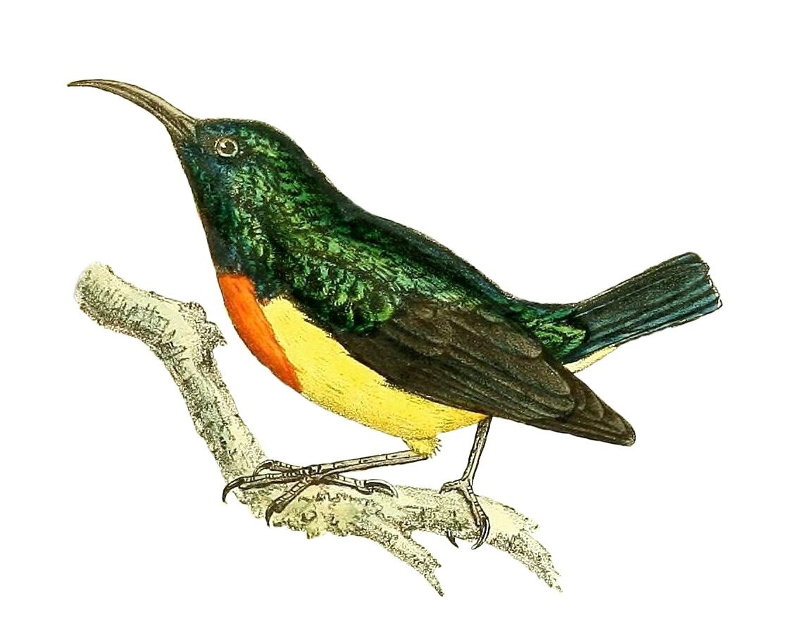 Mayotte Sunbird