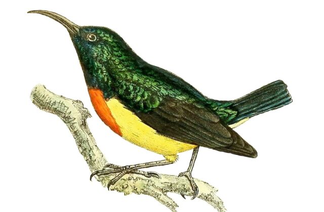 Mayotte Sunbird