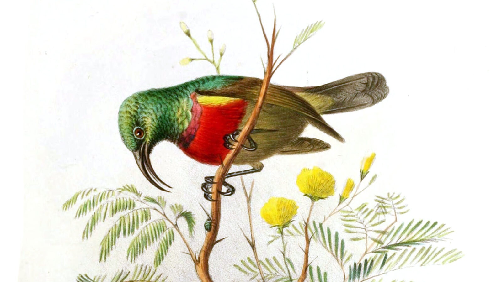 Forest Double-collared Sunbird