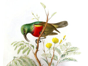 Forest Double-collared Sunbird