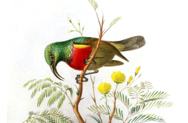 Forest Double-collared Sunbird