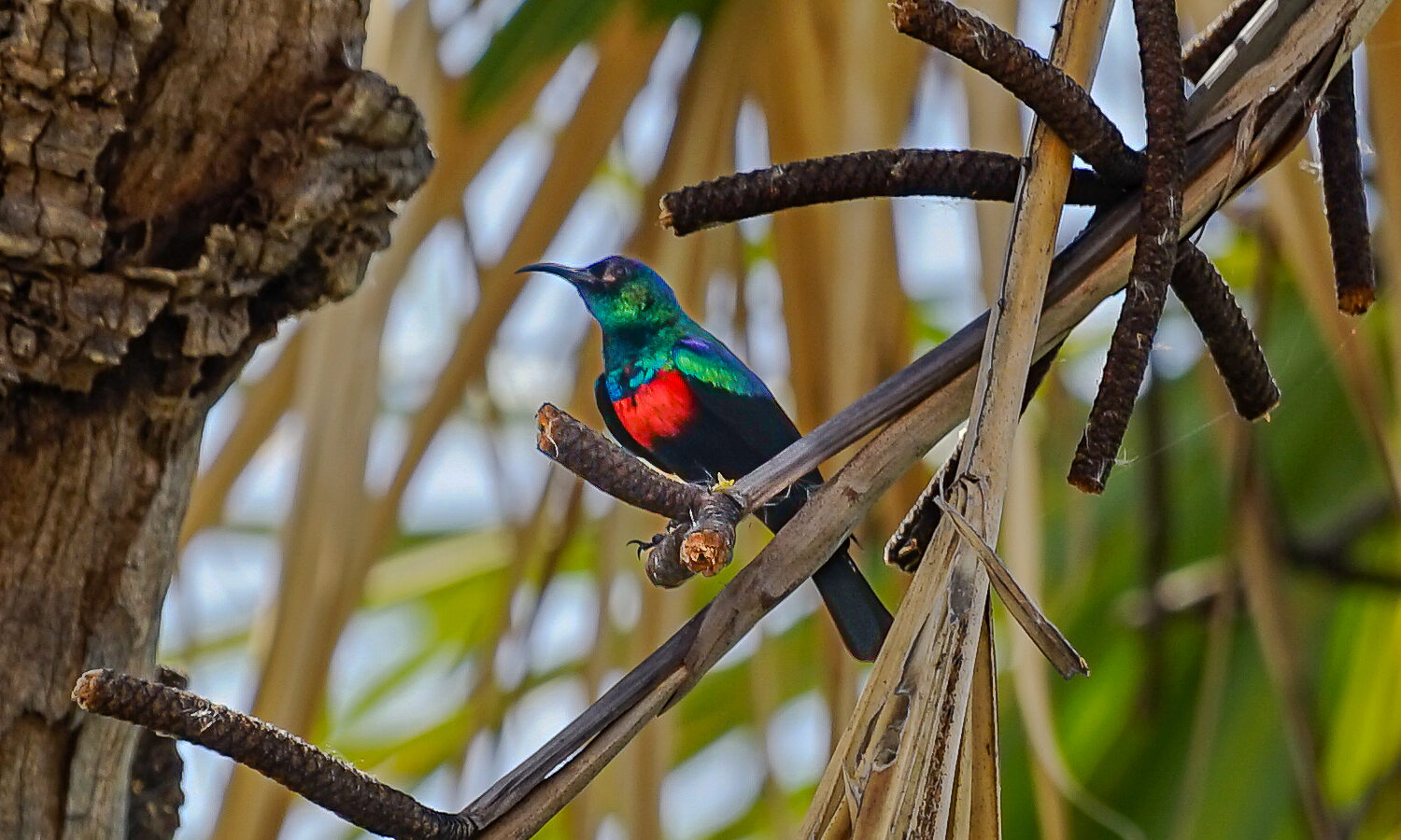 Abyssinian Sunbird