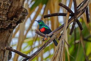 Abyssinian Sunbird