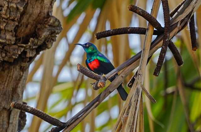 Abyssinian Sunbird