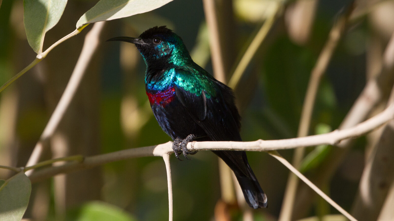 Arabian Sunbird