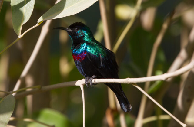 Arabian Sunbird