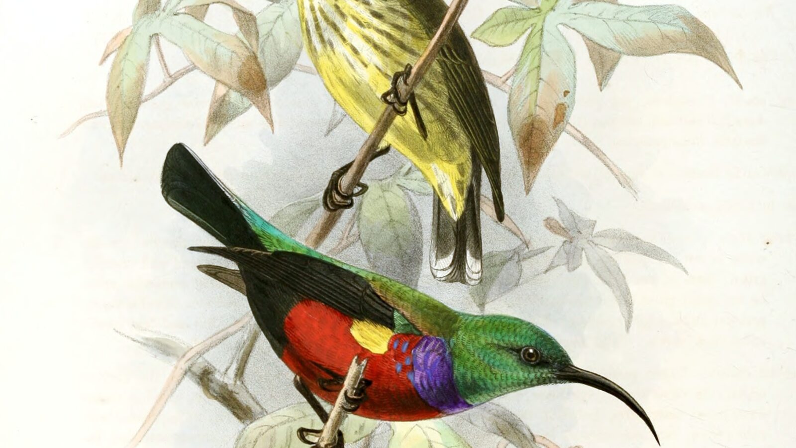 Johanna’s Sunbird