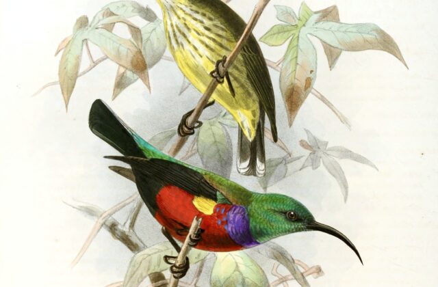 Johanna’s Sunbird