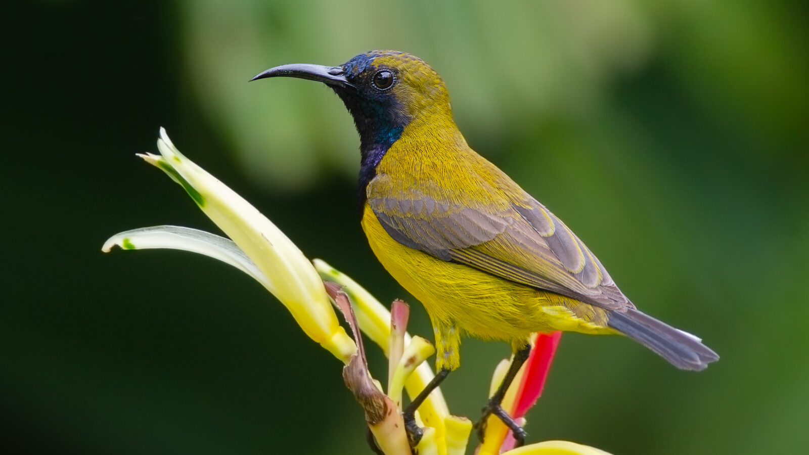Ornate Sunbird