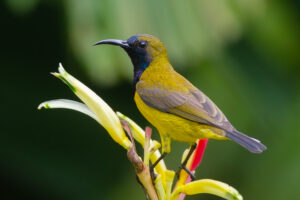 Ornate Sunbird