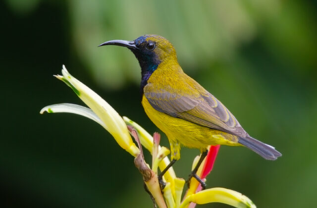 Ornate Sunbird