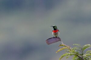 Eastern Miombo Sunbird