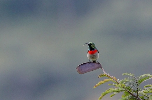 Eastern Miombo Sunbird