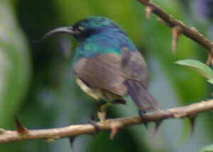 Eastern Double-collared Sunbird