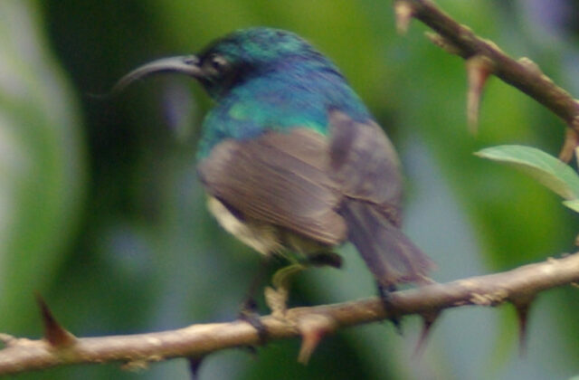 Eastern Double-collared Sunbird