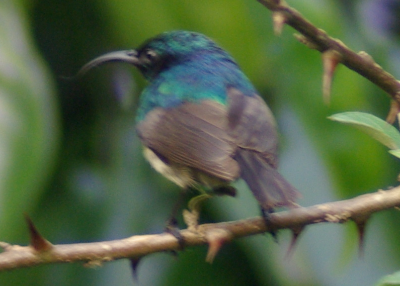 Eastern Double-collared Sunbird