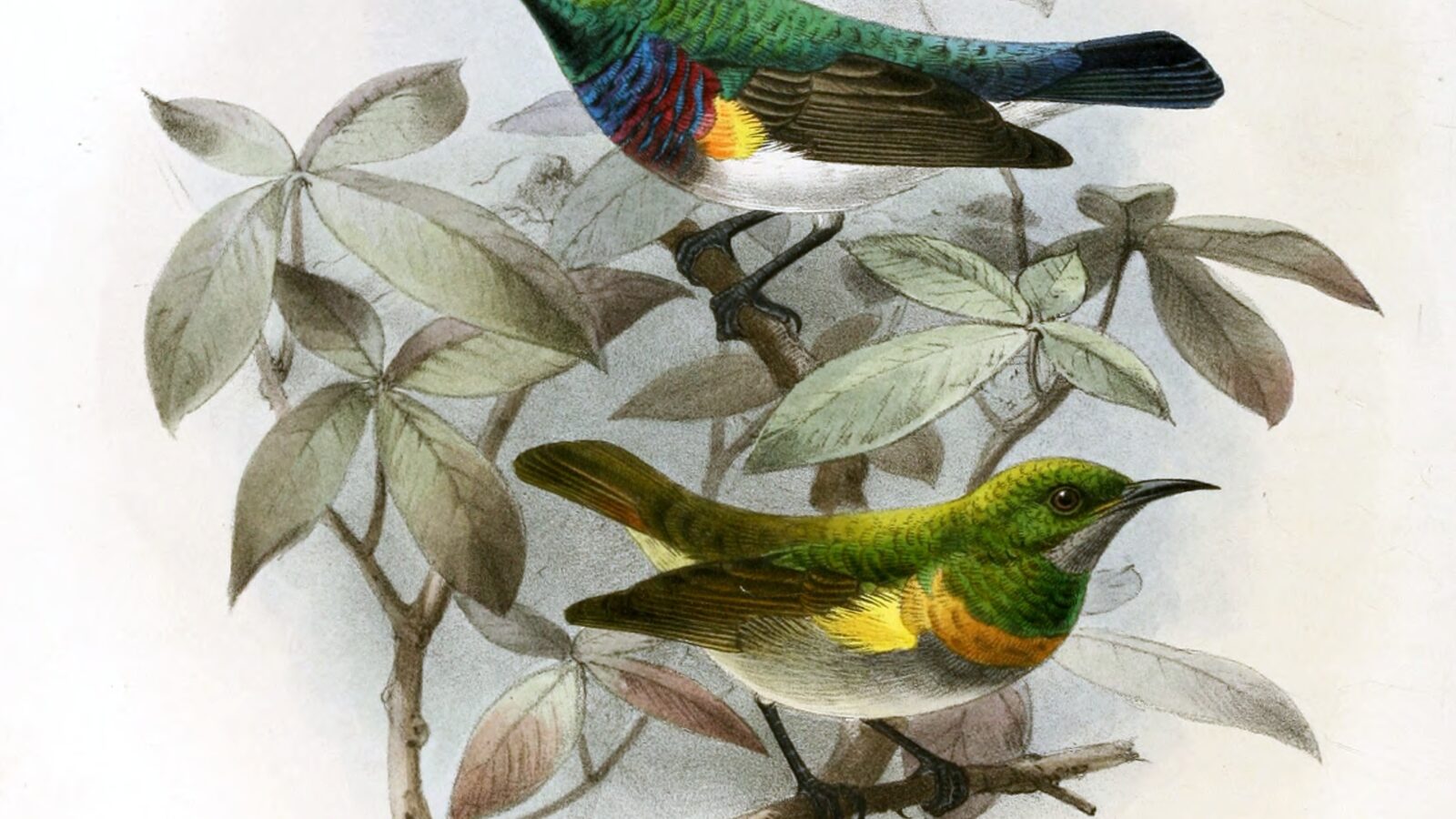Oustalet’s Sunbird