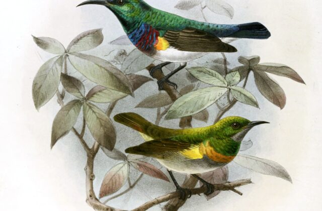 Oustalet’s Sunbird