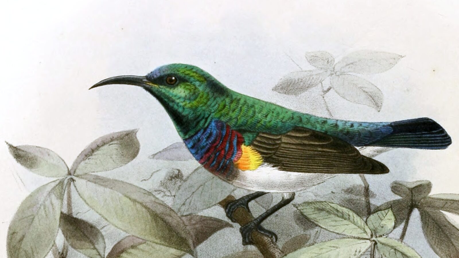 Grey-chinned Sunbird