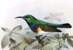 Grey-chinned Sunbird