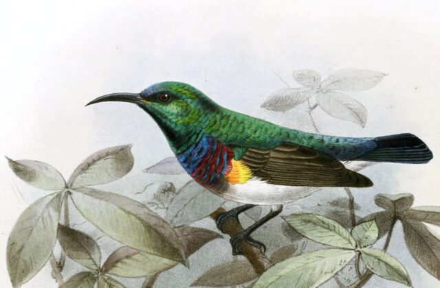 Grey-chinned Sunbird