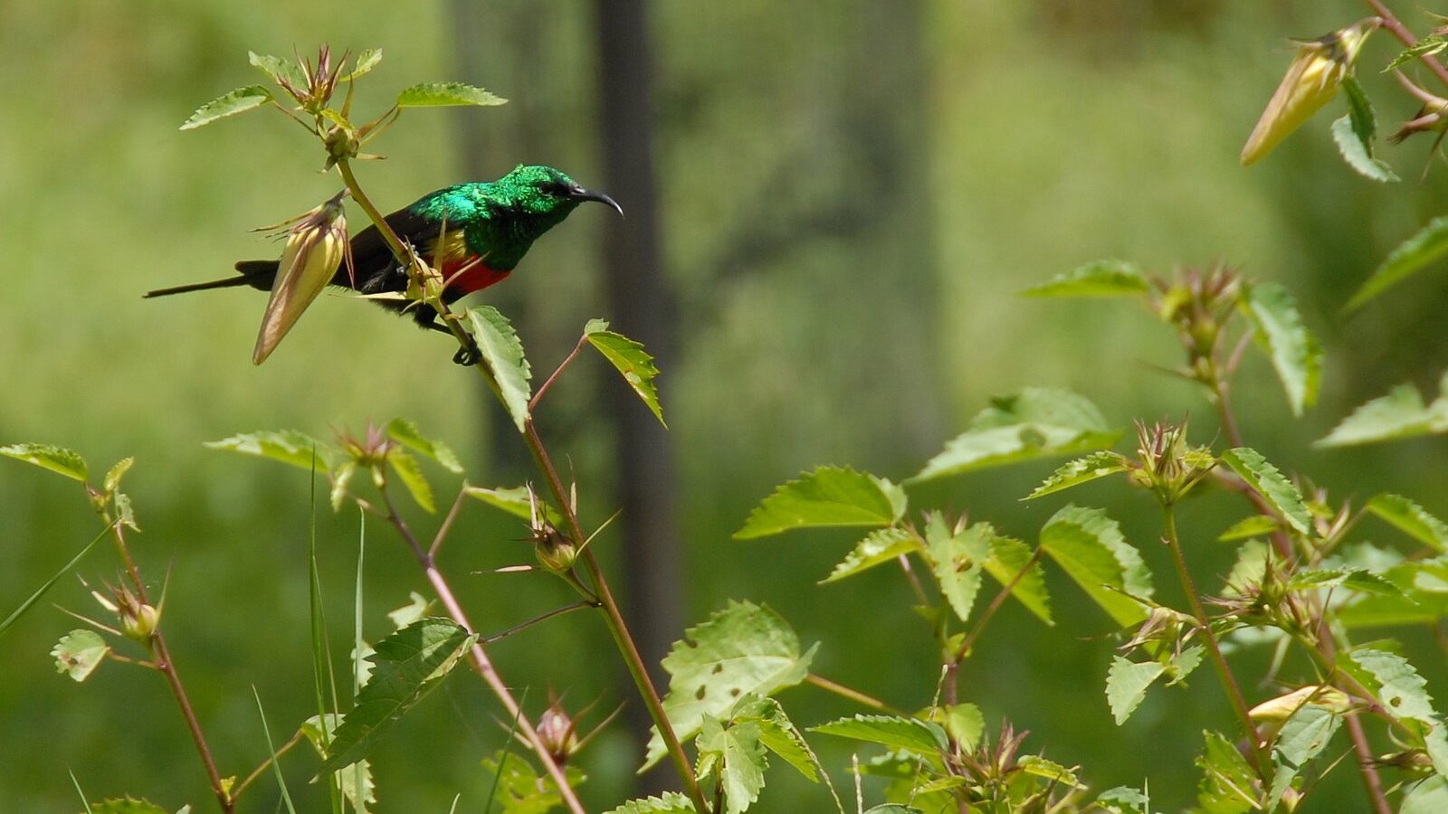 Beautiful Sunbird
