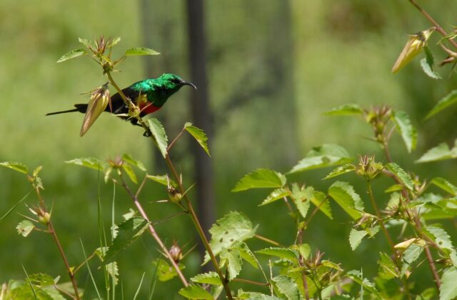 Beautiful Sunbird