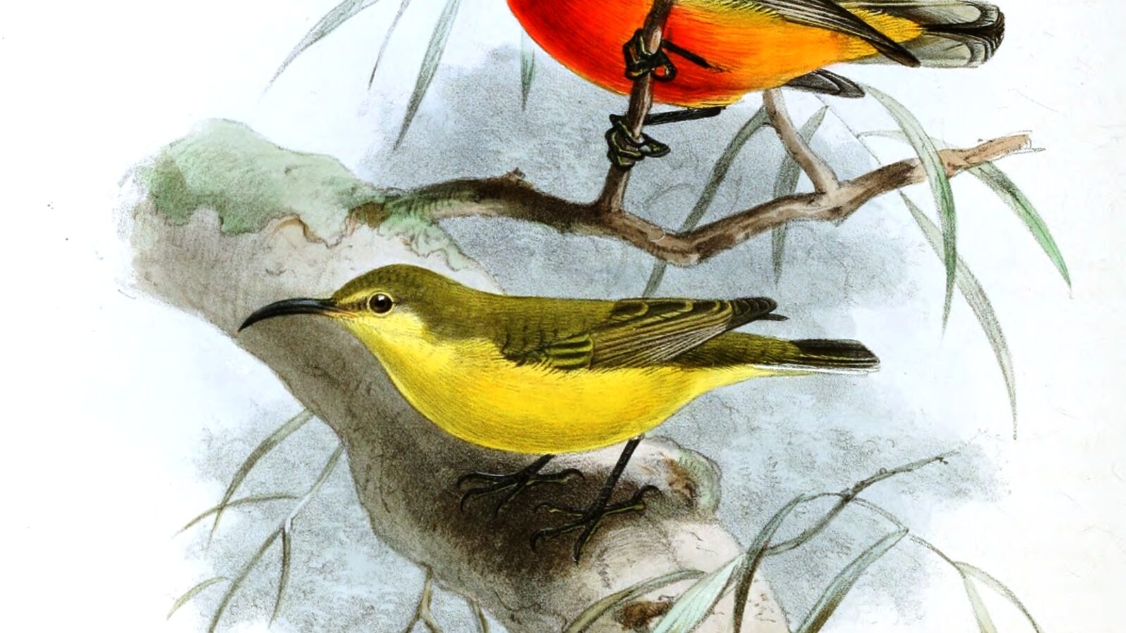 Flame-breasted Sunbird