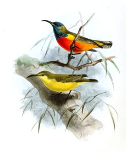 Flame-breasted Sunbird
