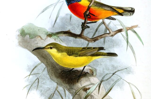 Flame-breasted Sunbird