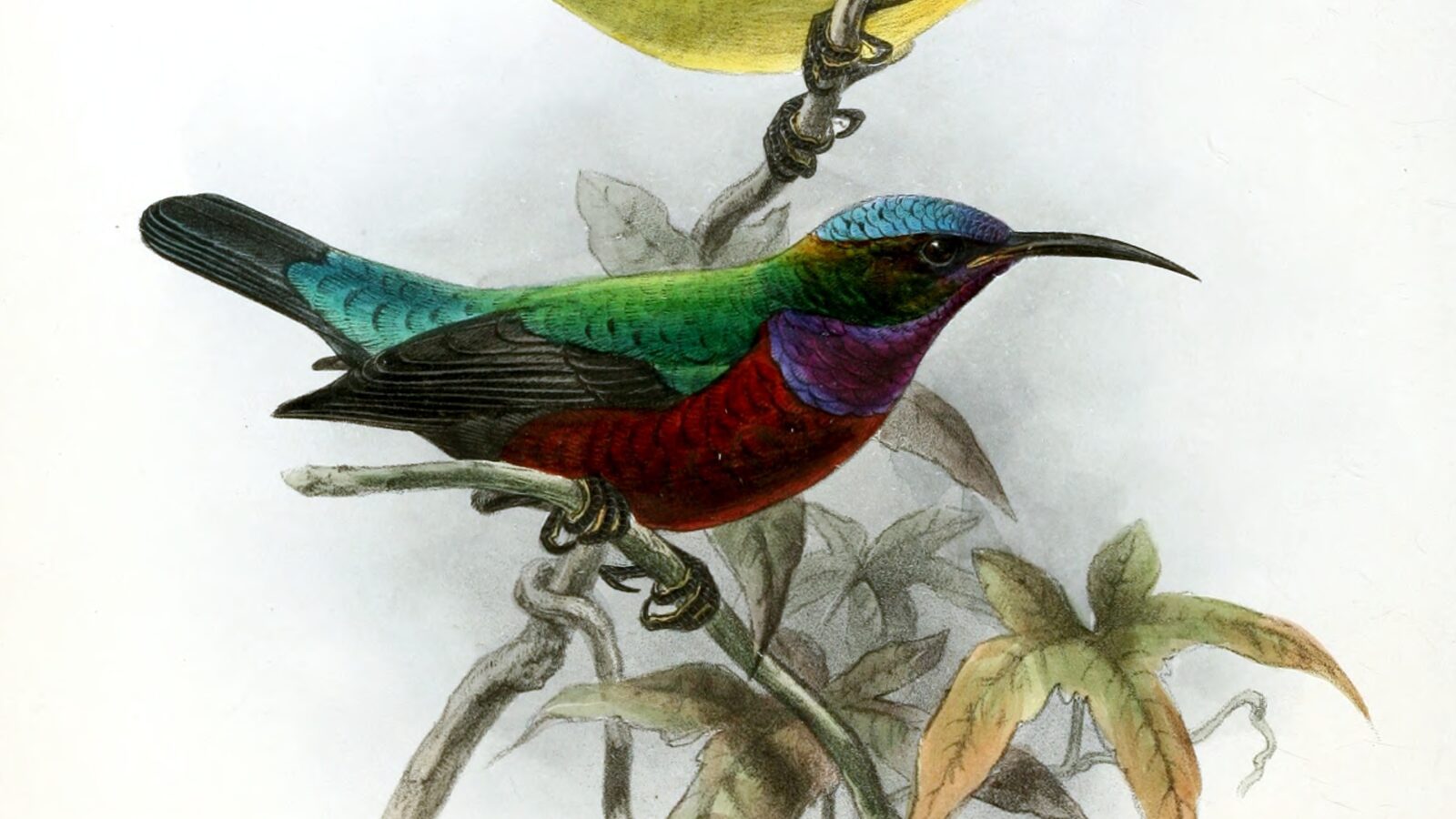Superb Sunbird