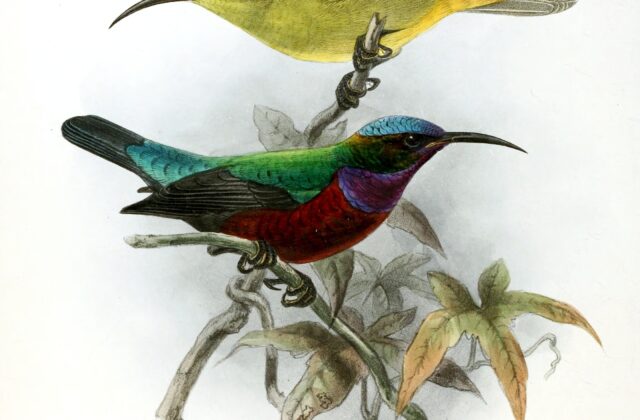 Superb Sunbird