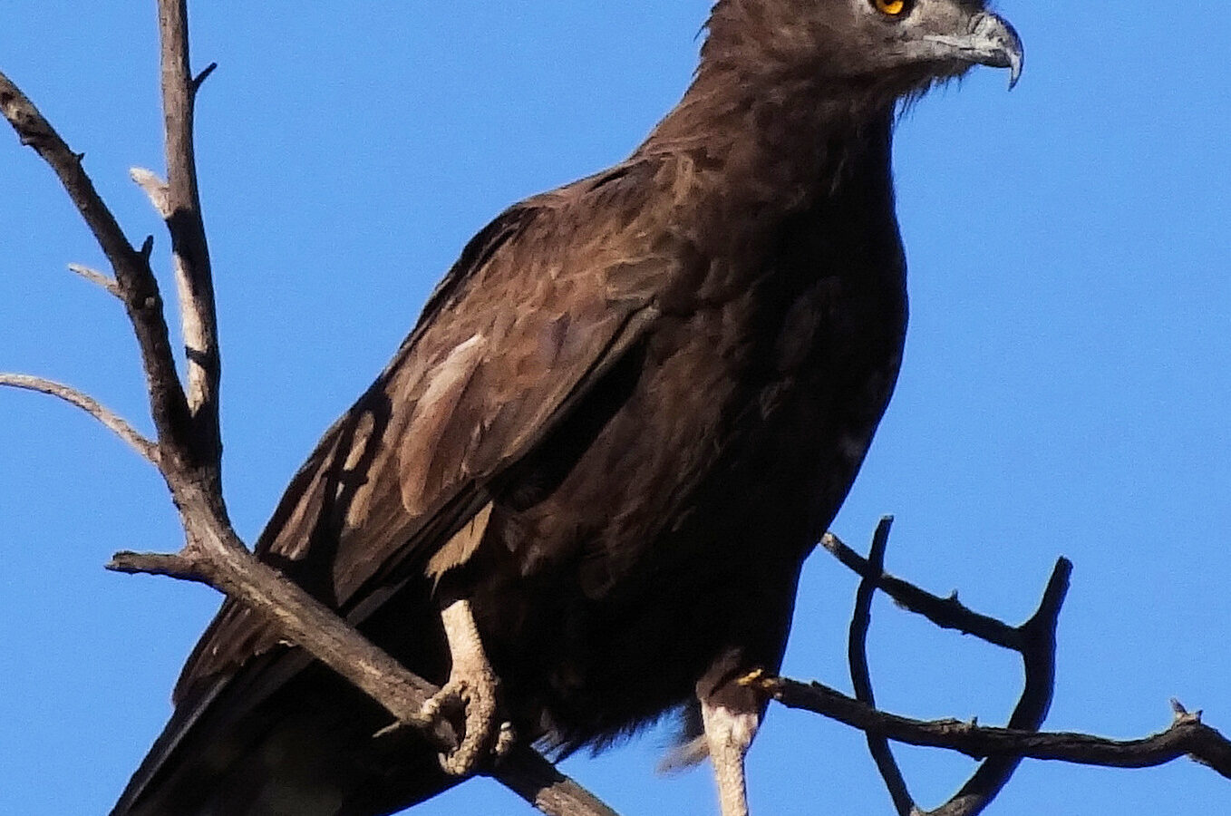 Brown Snake Eagle