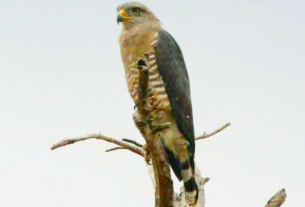 Southern Banded Snake Eagle