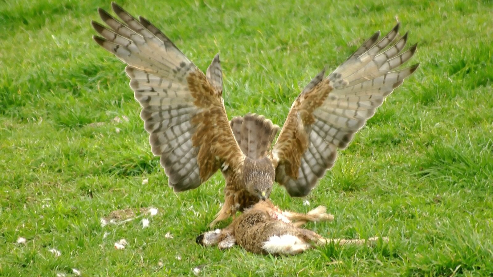 Swamp Harrier