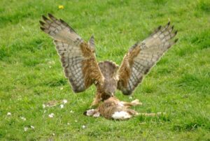 Swamp Harrier