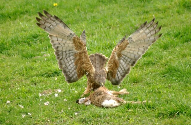 Swamp Harrier