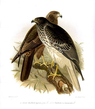 Malagasy Harrier