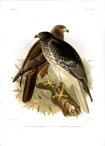 Malagasy Harrier