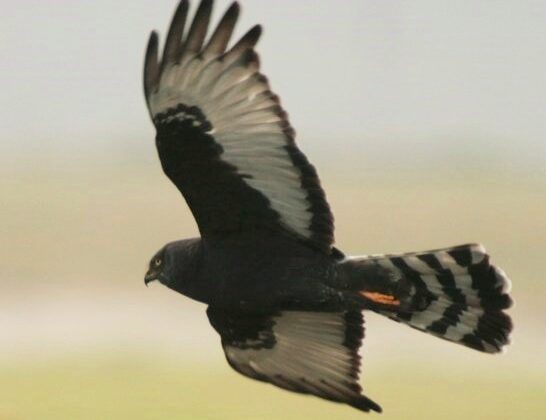 Black Harrier