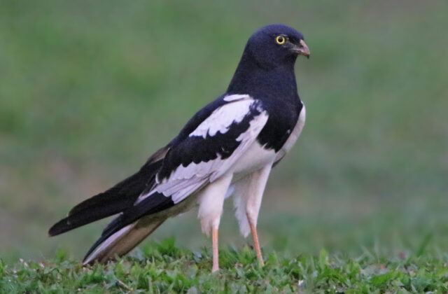 Pied Harrier