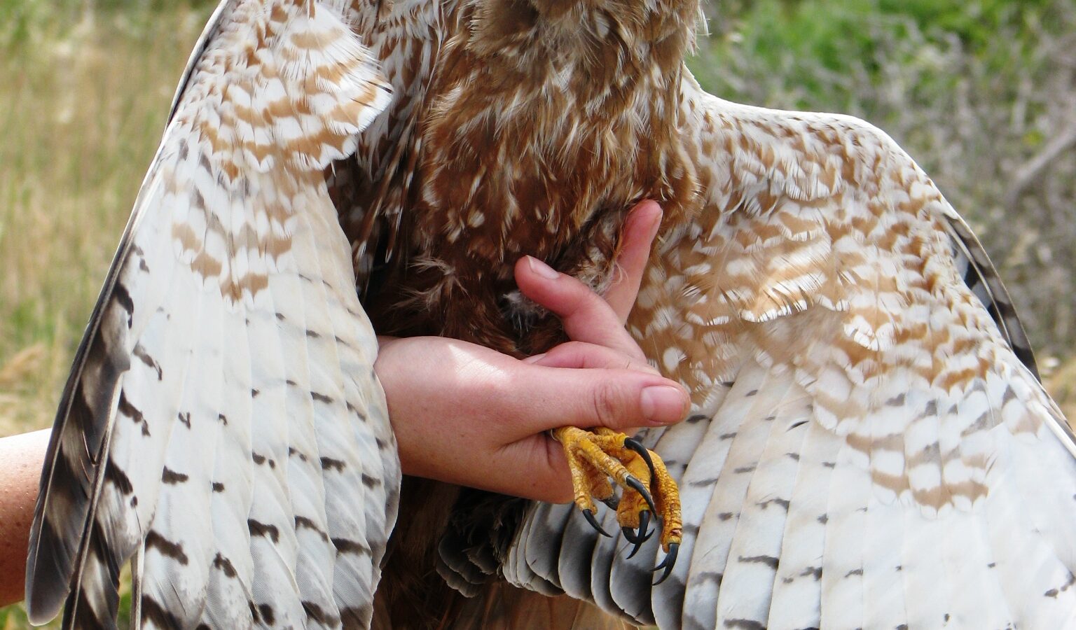 African Marsh Harrier