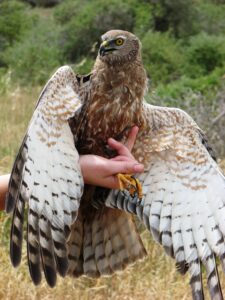 African Marsh Harrier