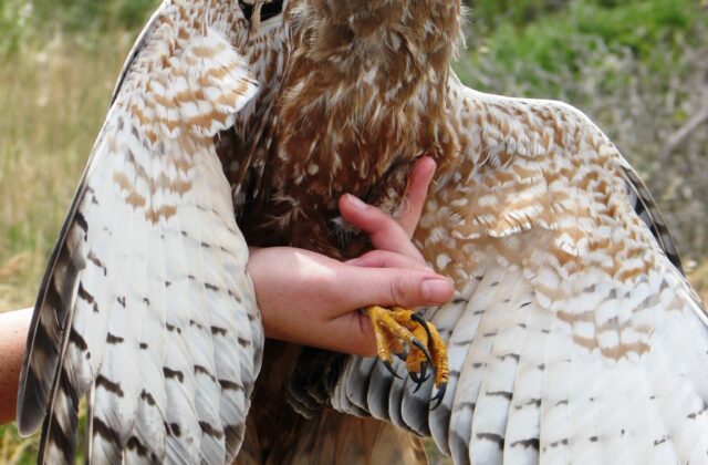 African Marsh Harrier