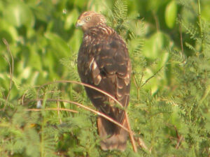 Eastern Marsh Harrier