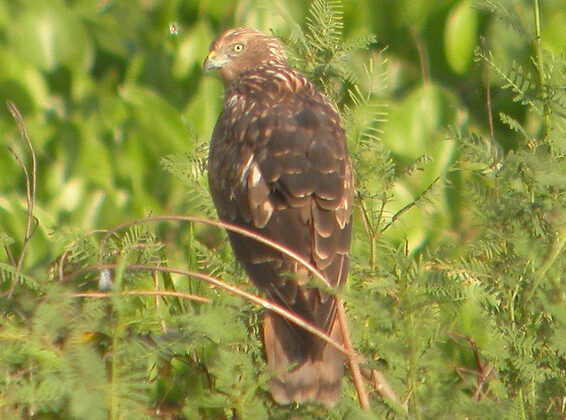 Eastern Marsh Harrier