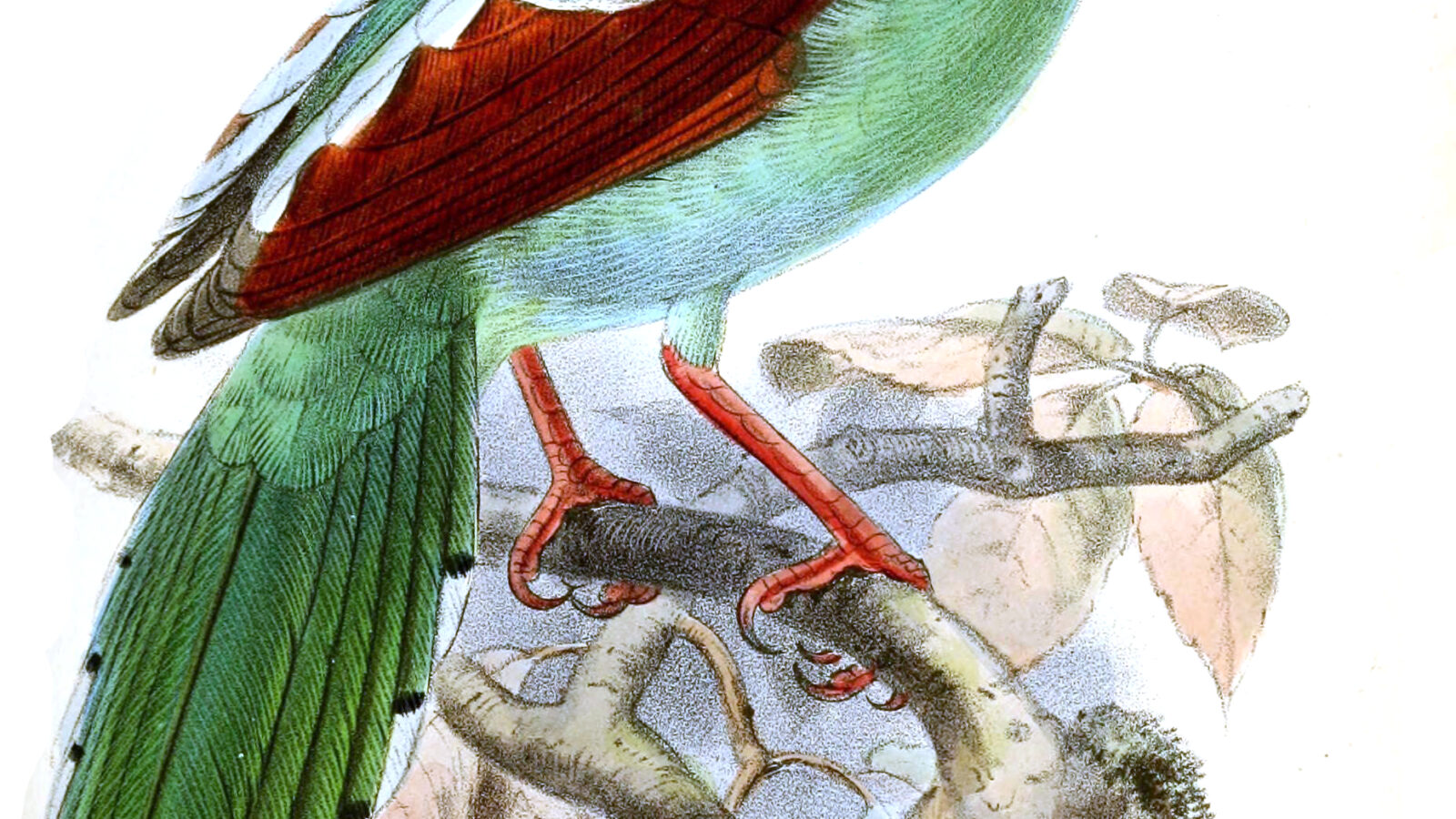 Bornean Green Magpie